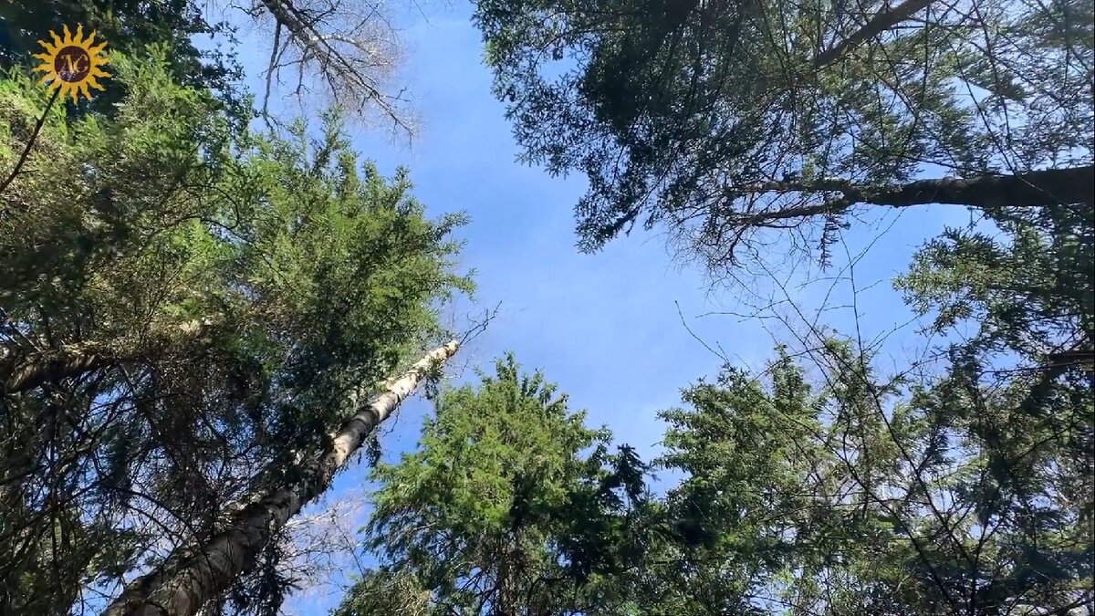 Кроны деревьев, которые недавно проснулись от зимней спячки.