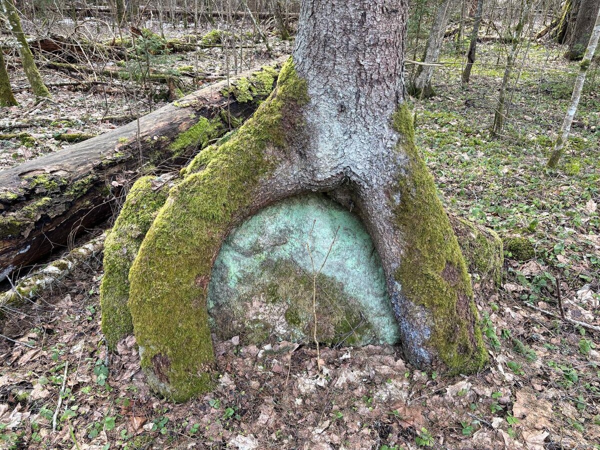 ДЕРЕВО И КАМЕНЬ - СПЛЕЛИСЬ, СРОСЛИСЬ... Из личных фото автора Лидии Шатиловой