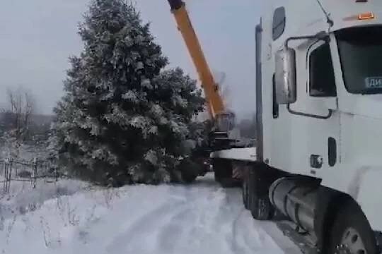    Власти назвали «недоразумением» историю со спиленной на частном участке елкой в Челябинской области