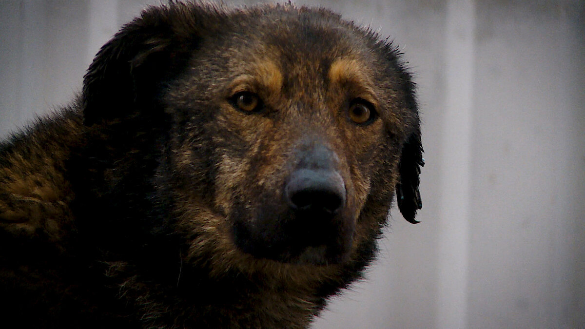 В Волжском потратят 19 млн рублей на отлов бездомных собак в 2024 году ...