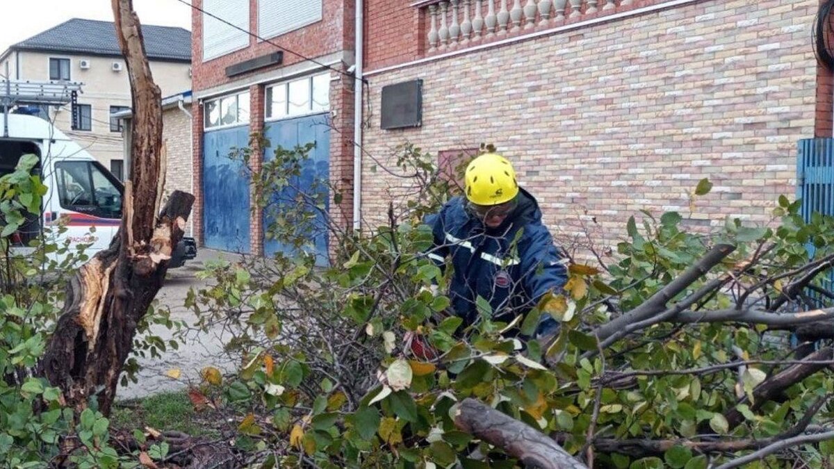    За сутки ветер снес в Краснодаре не менее 9 деревьев Фото: пресс-служба администрации Краснодара