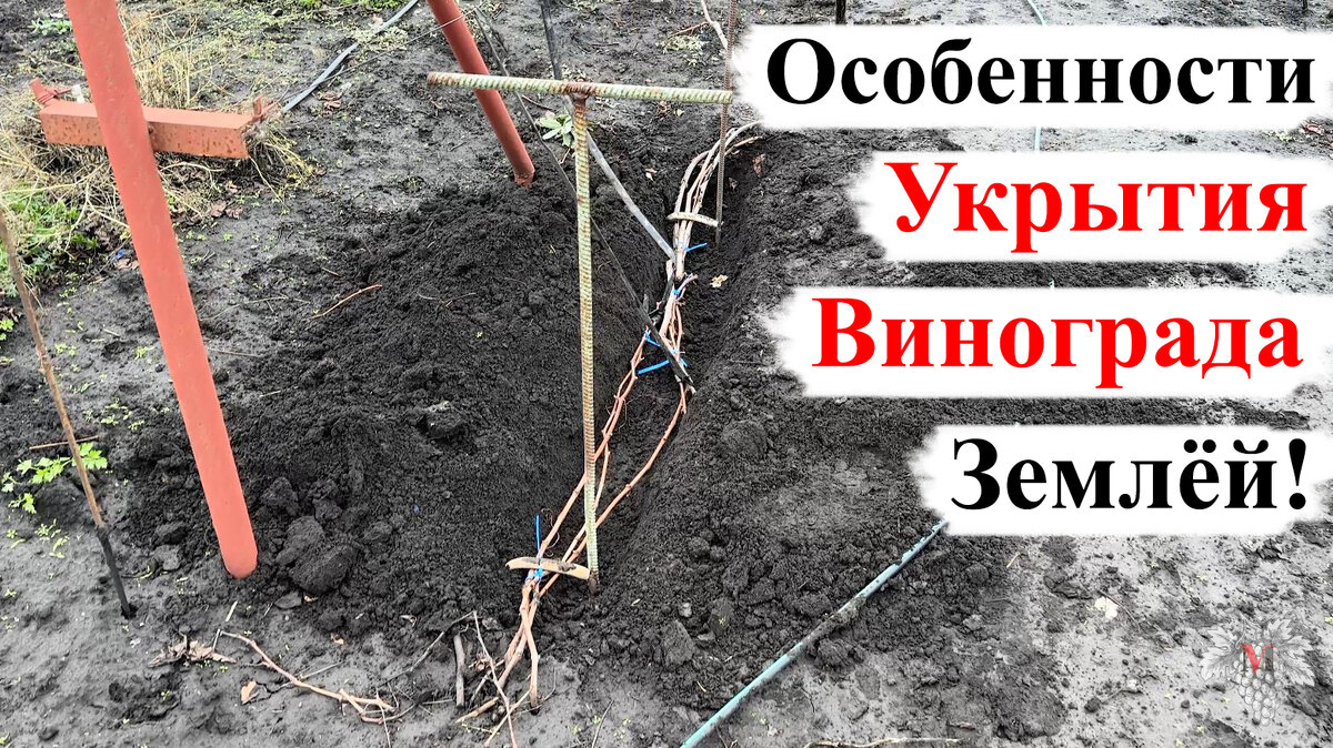 Особенности УКРЫТИЯ ВИНОГРАДА ЗЕМЛЁЙ! Хитрости и Лайфхаки | Виноград VM |  Дзен