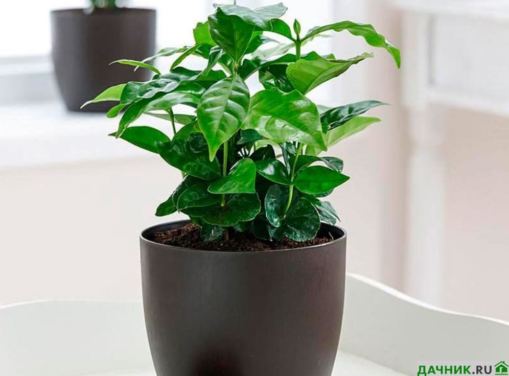 Домашние растения кофе арабика. Кофе Арабика растение. Кофе Арабика комнатное растение. Кофе Аравийское растение. Кофе Арабика Росток.