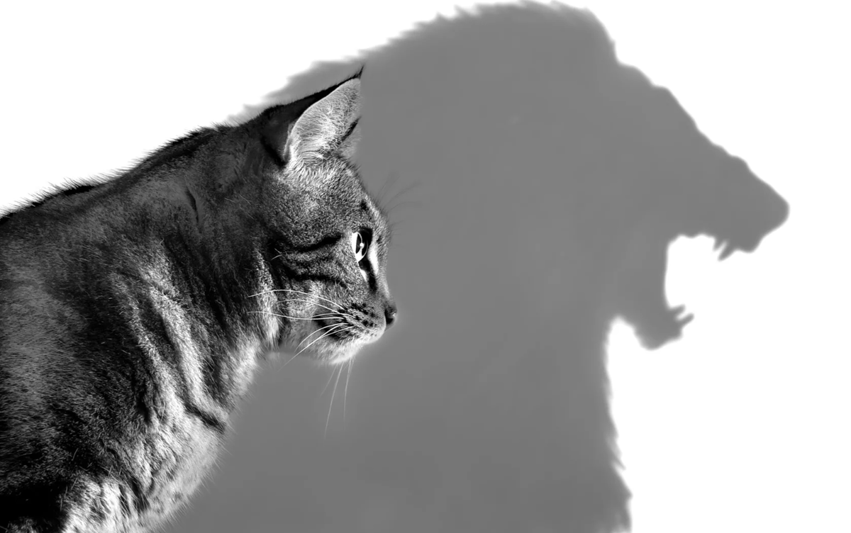 Мы сами определяем, как нас следует воспринимать в обществе.