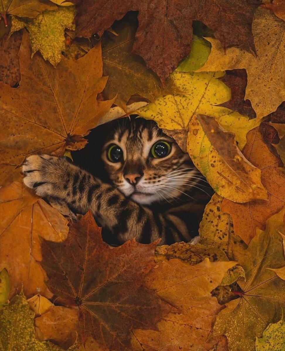 billiebengal