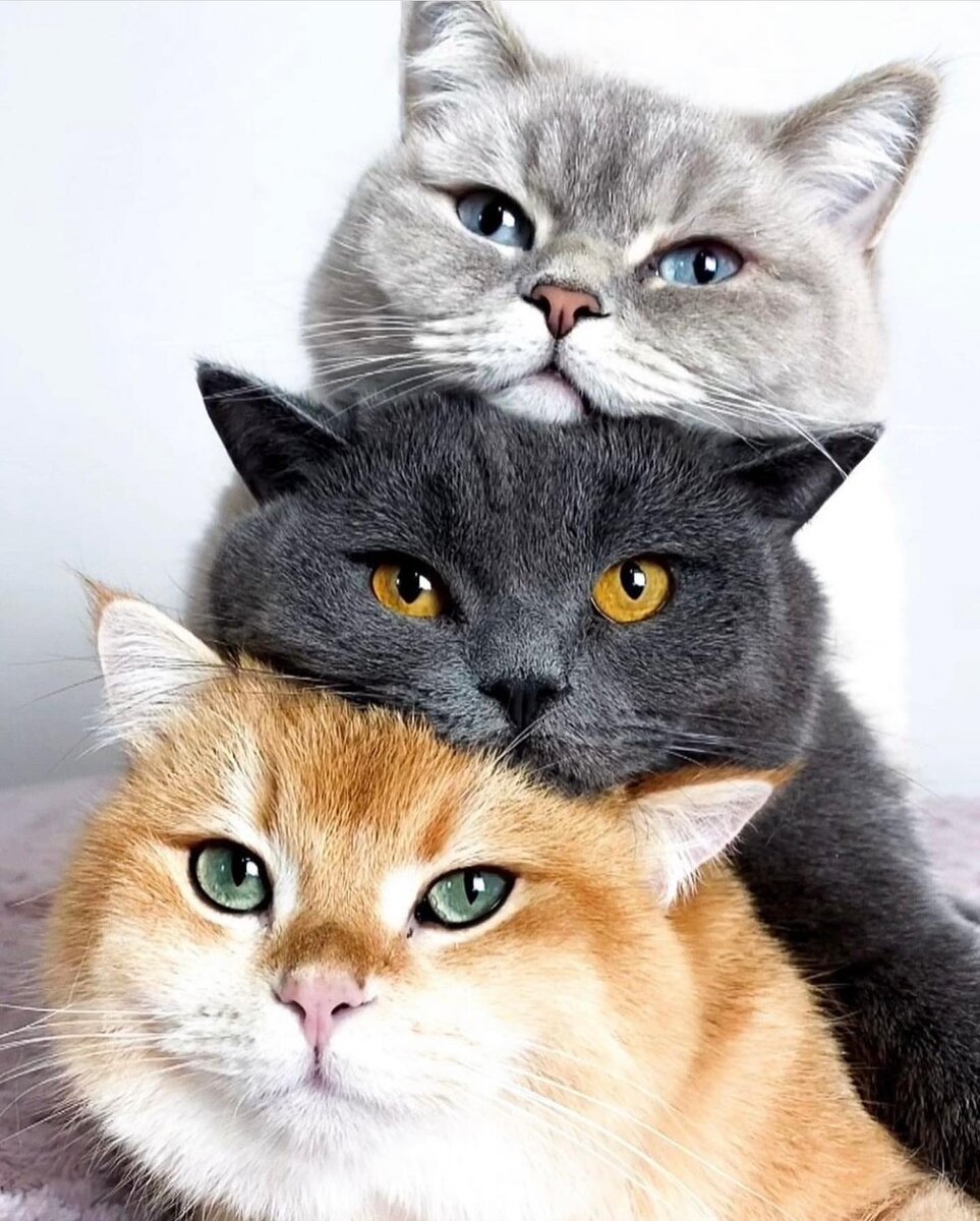 sinascolorcats