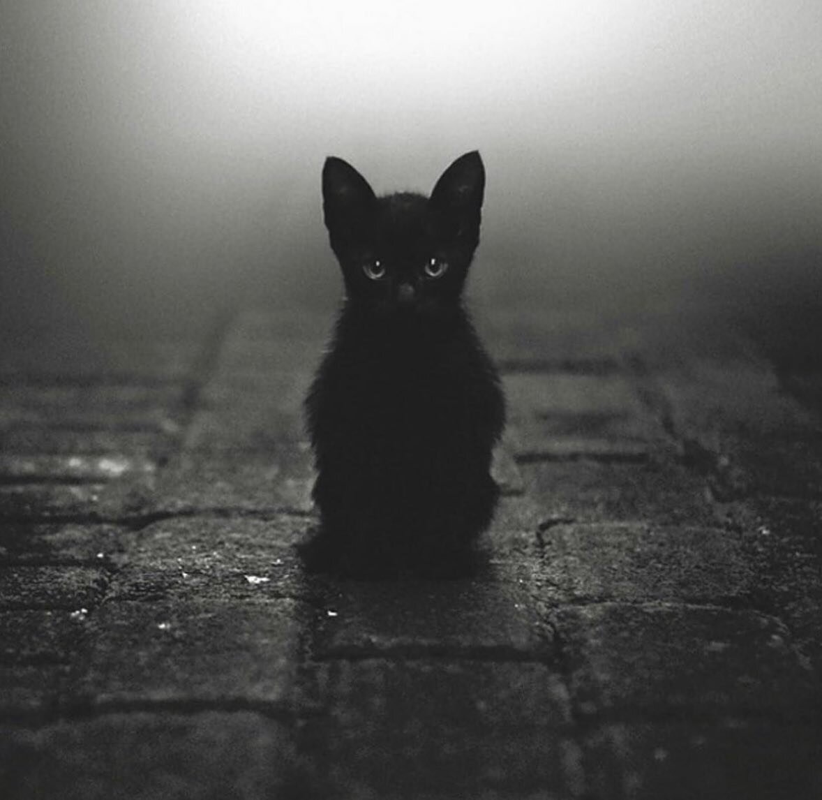 Удивительные фотографии с котами, сделанные с любовью и чувством юмора ...