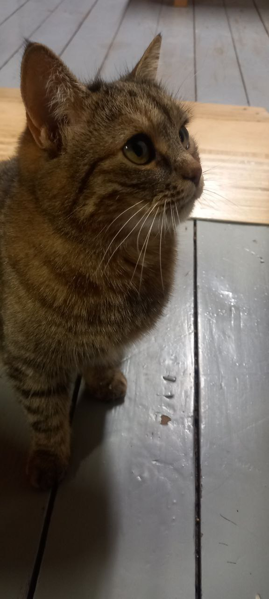 Алиса со своим пронзительным взглядом)