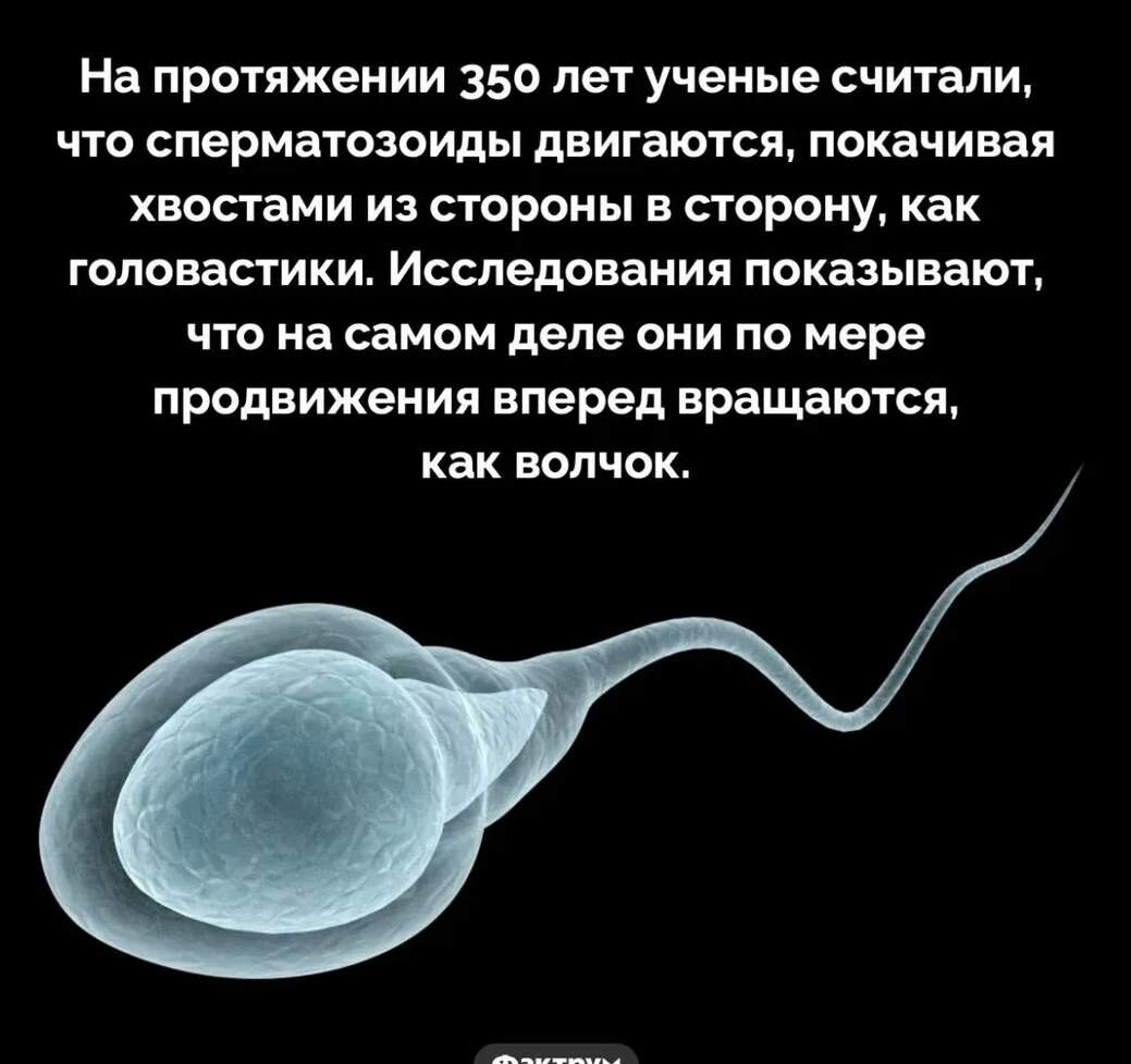 #сперма,#качествоспермы,#количествоспермы