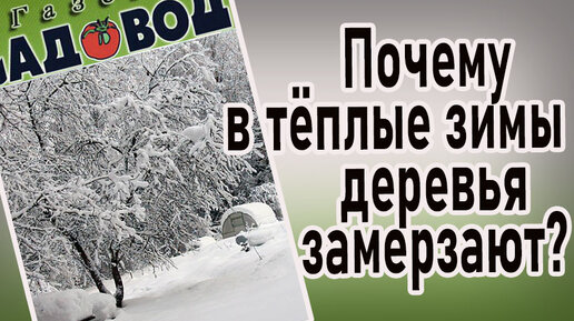 Почему в тёплые зимы садовые деревья замерзают?