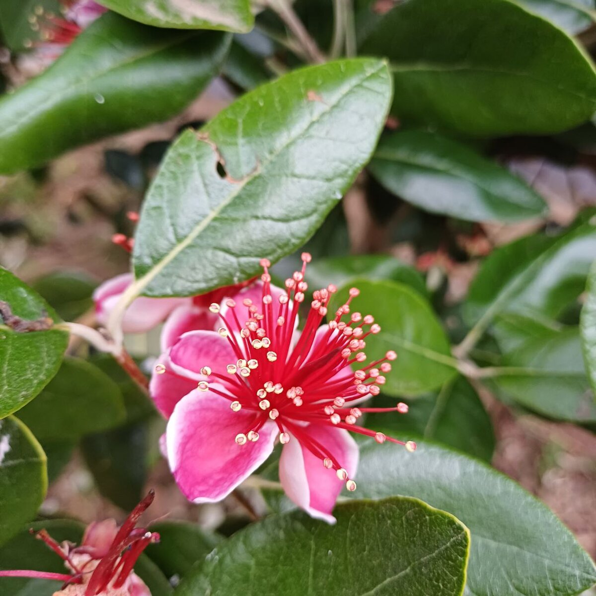 цветок фейхоа