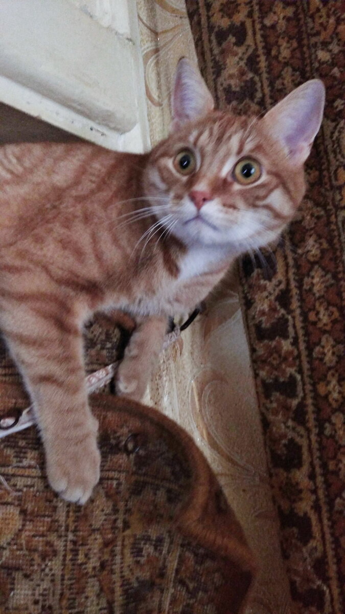 Личное  фото.