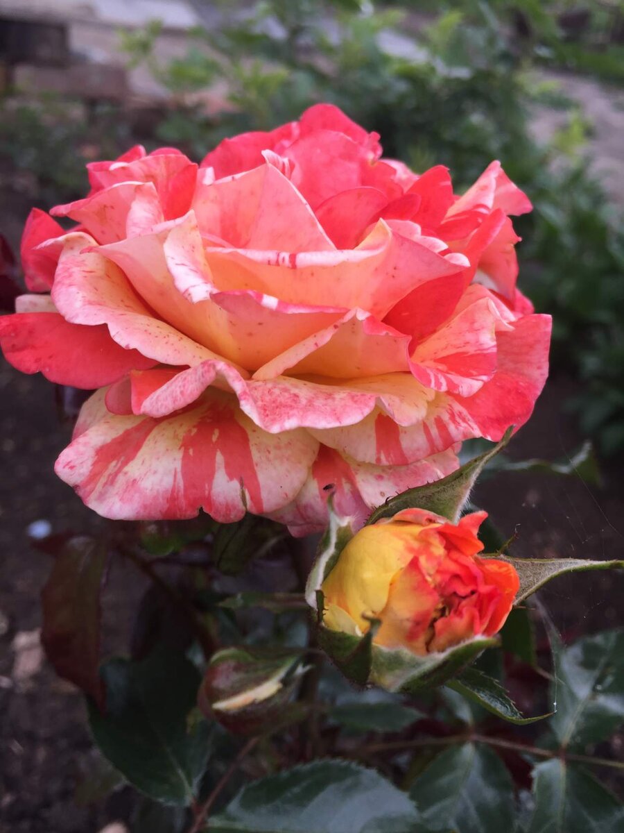 Самая первая роза.