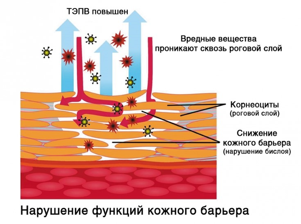 Гидролипидная мантия кожи липидный барьер роговой слой кожи. Факторы, повреждающие липидный барьер кожи. Гидролипидная мантия и эпидермальный барьер. Состав липидного барьера кожи.