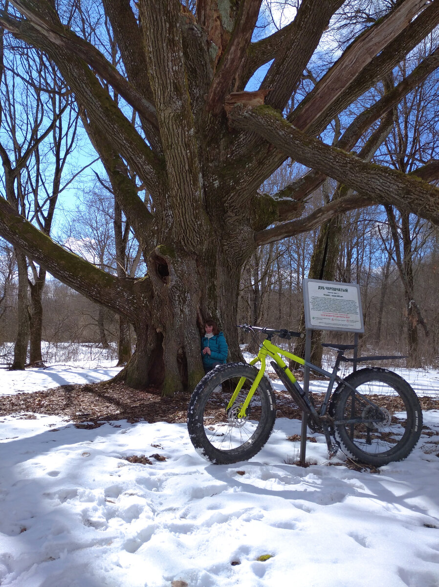 Моя первая сотня в одиночку. Дуб, которому очень много лет. 