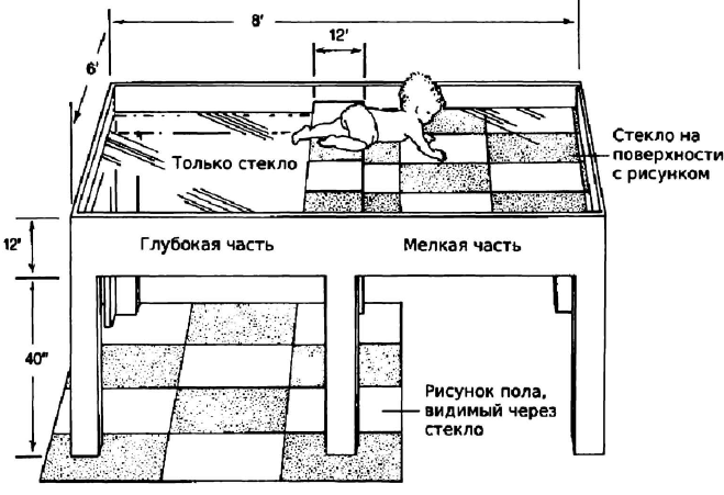 Картинка из учебника со схемой зрительного обрыва