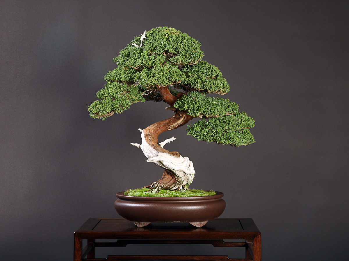 Dragon Tree Bonsai