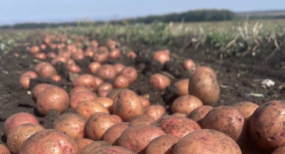 Урожайность картошки. Урожайность картофеля.