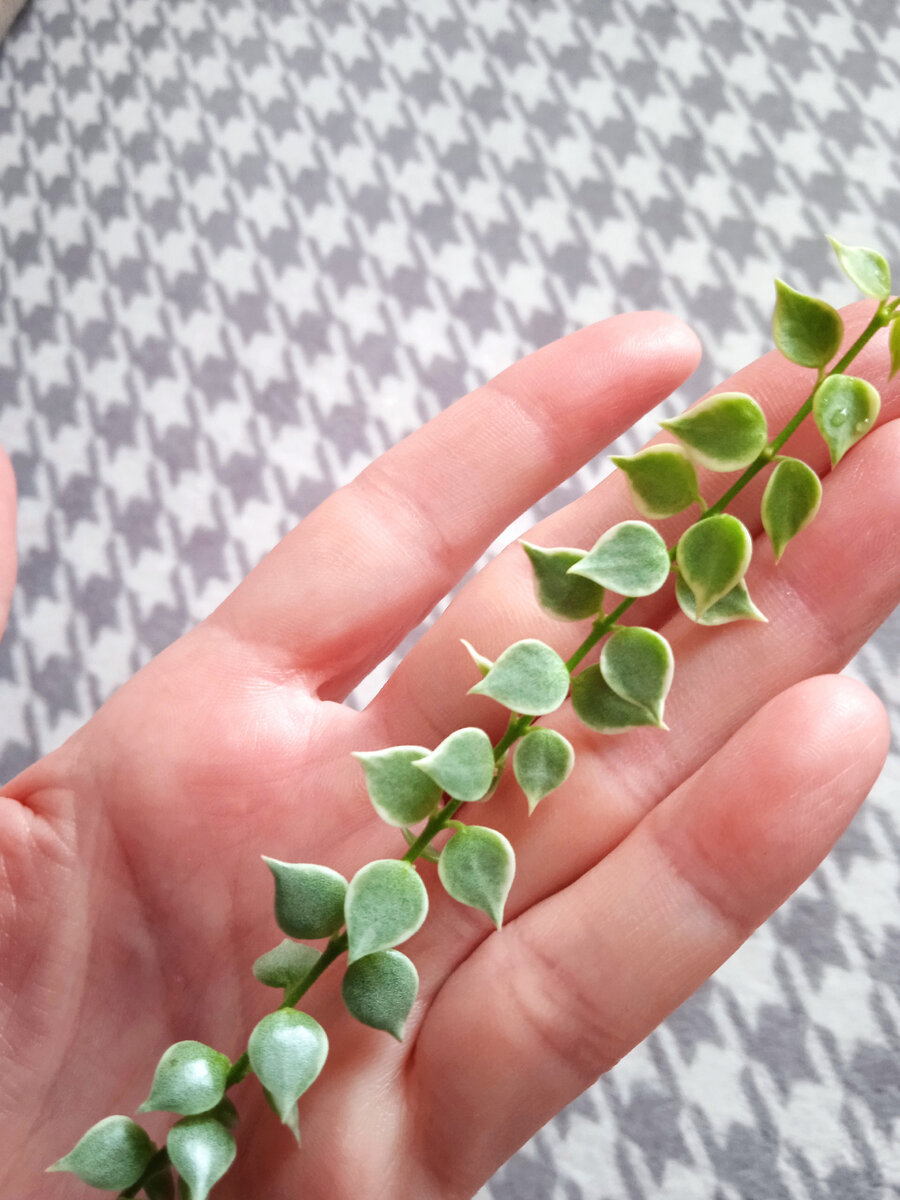 Дисхидия Миллион сердец. Такую веточку я принесла домой