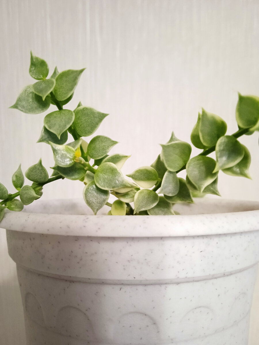 Дисхидия рускусолистная