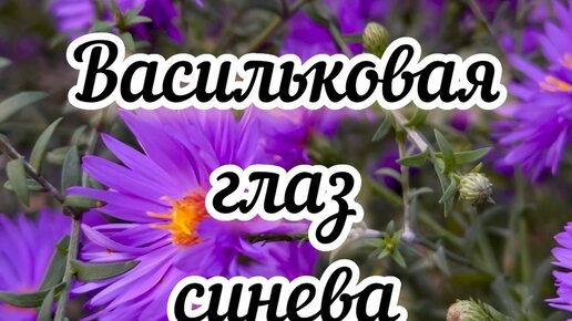 Васильковая синева