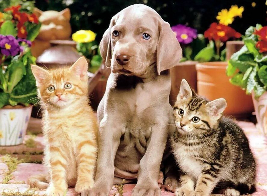 Фото из открытого источника