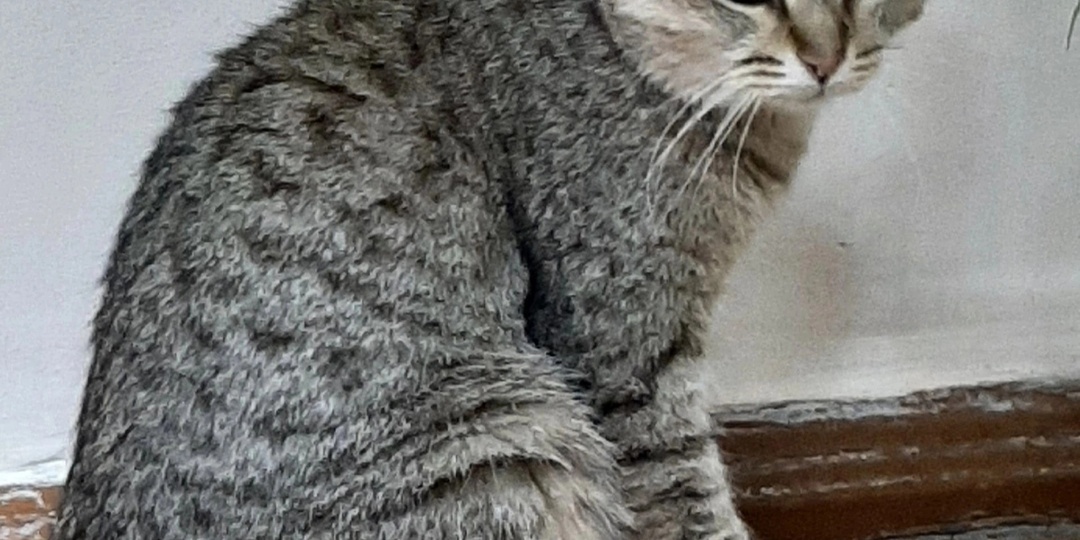 Кошку пускали погреться 4дня в школу, а потом отпустили на улицу, на мороз