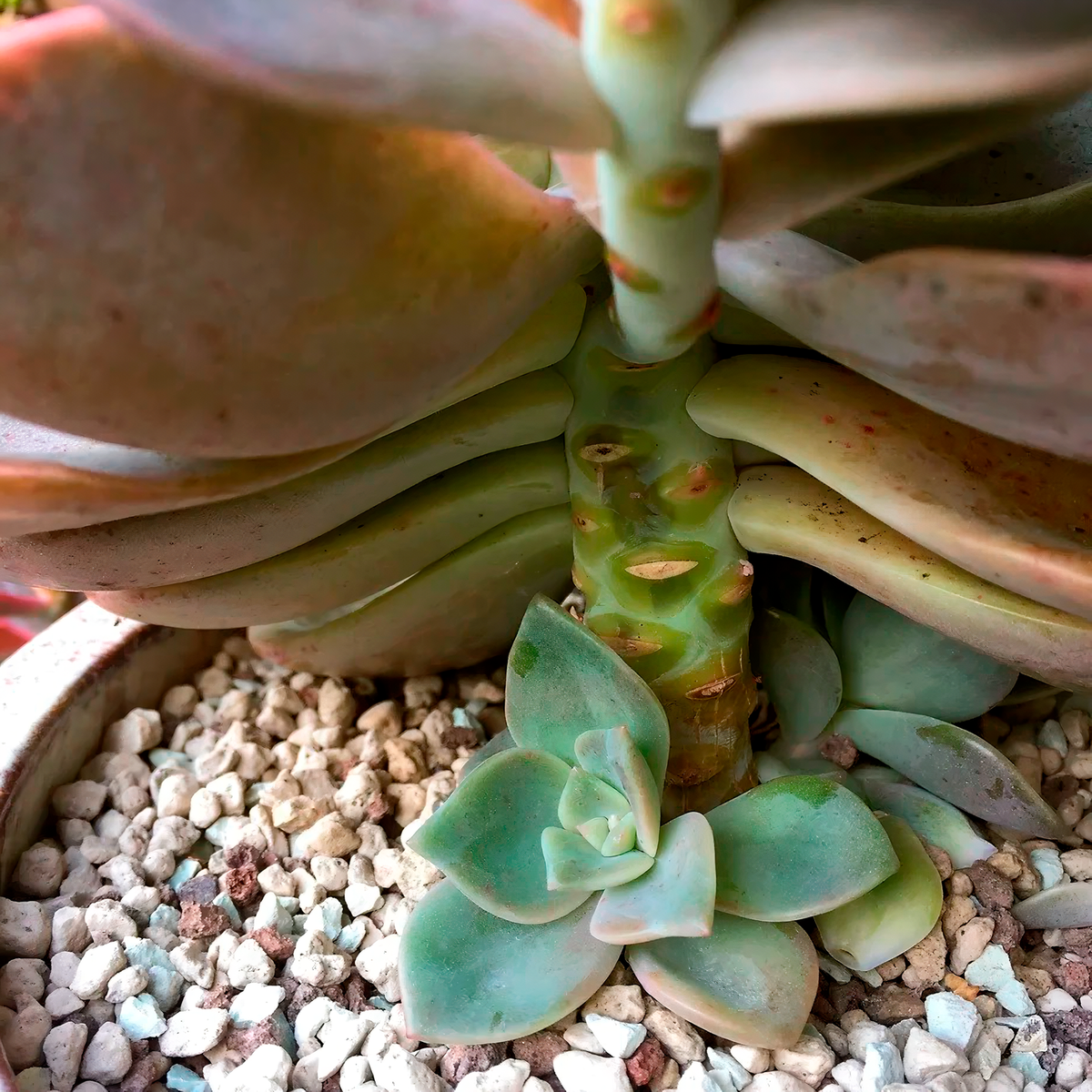 @southcoastsucculents