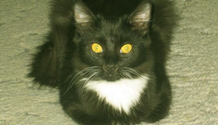    Пропавший кот Такс Фото: Тина Хеллвиг, личный архив