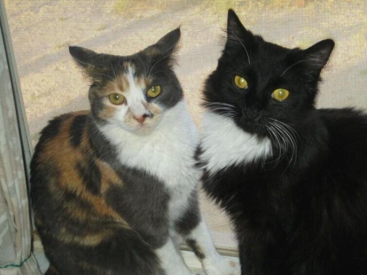    Наши коты Соня и Такс Фото: Тина Хеллвиг, личный архив