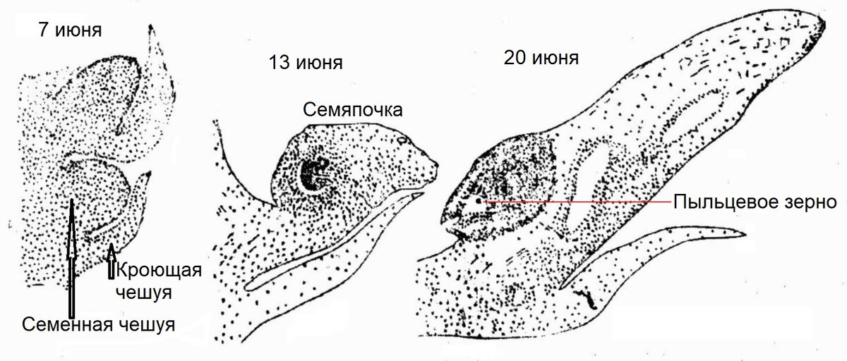 Сначала посмотрим картинку из книги Т.П.Некрасовой «Биологические основы семеношения кедра сибирского» 1972 г. 