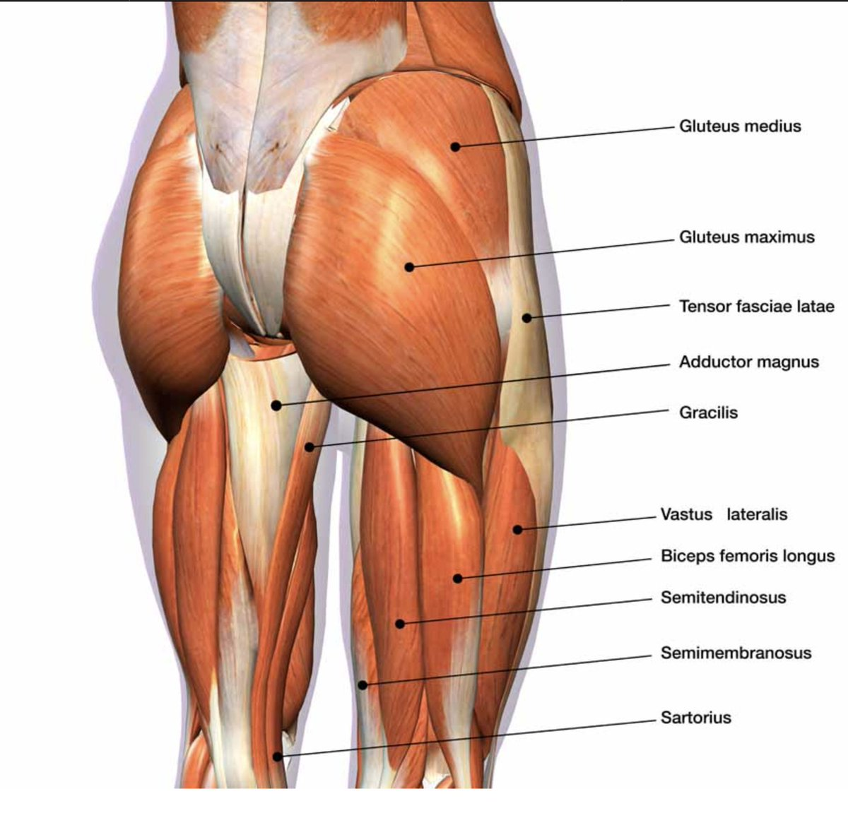 Задняя бедренная. Анатомия ягодичных. Сухожилия бедра анатомия. Ягодичные мышцы анатомия строение. Анатомия задней поверхности бедра.