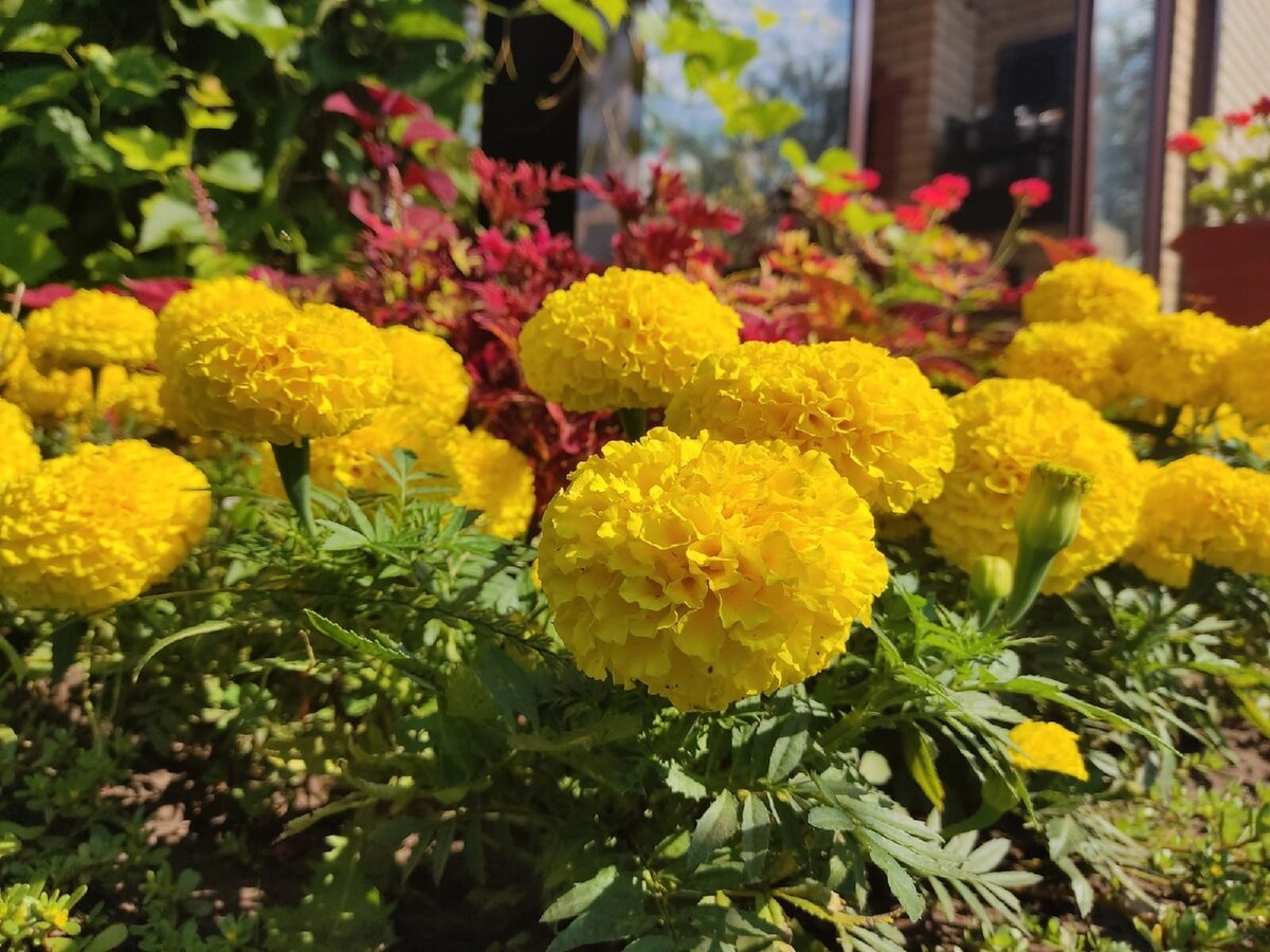 Антигуа Еллоу