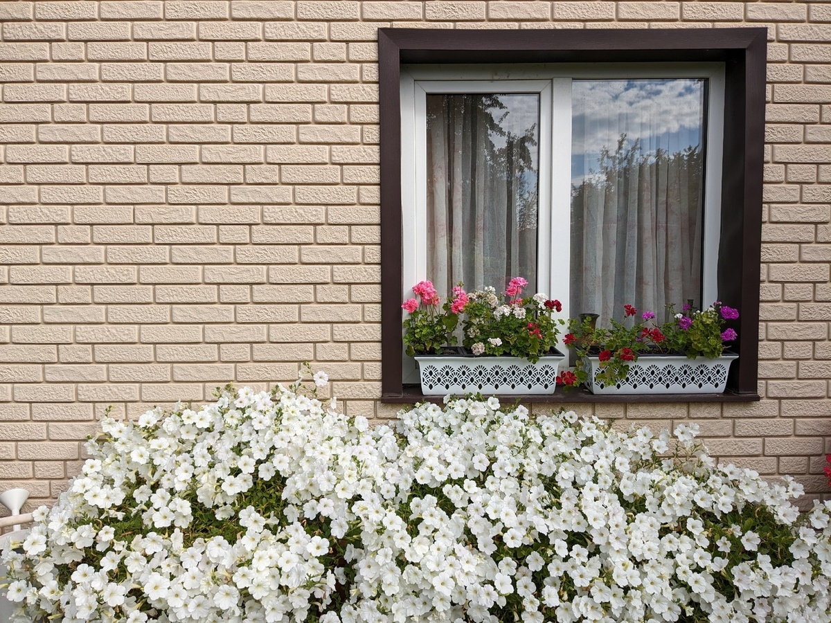 Плющелистная пеларгония в ящиках на карнизе