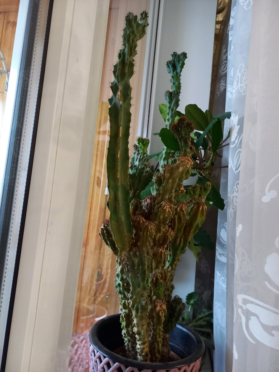 Этому товарищу уже 20 лет, эстетики конечно не особо много, но рука не поднимется его выселить)