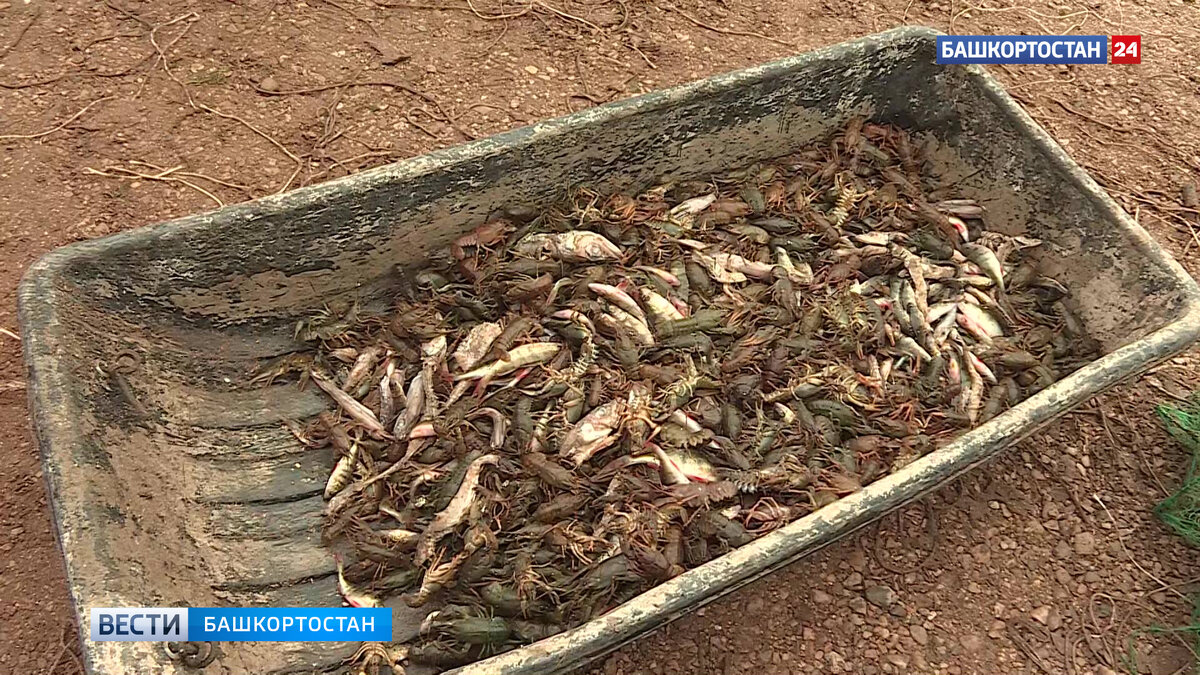    В Башкирии осудят мужчину, который незаконно выловил свыше тысячи речных раков