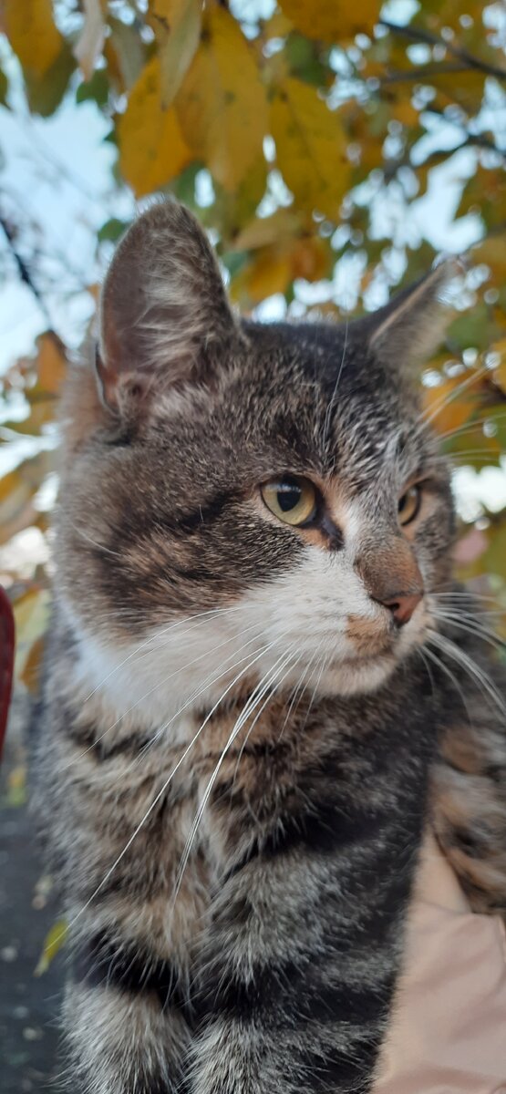 Полосатый во всей красе