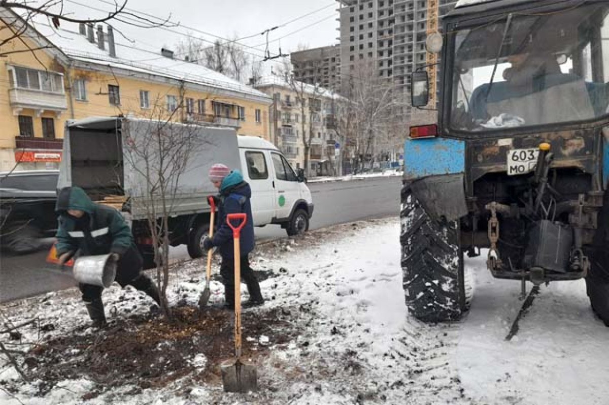    В районе «Экрана» высадили клёны Гиннала, пузыреплодник, спирею и аронию.