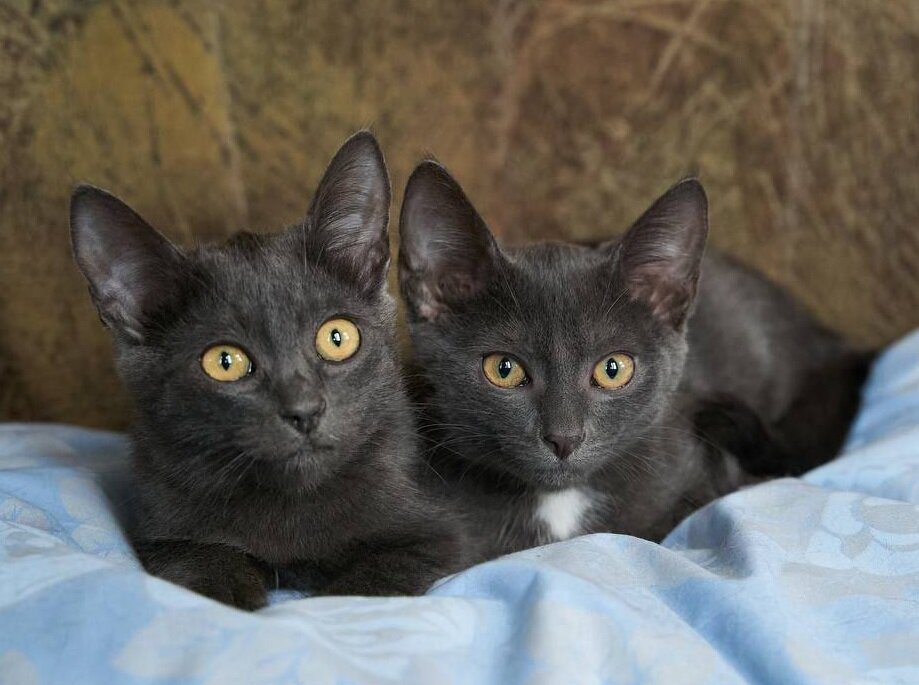 Здоровье и ветеринарный уход