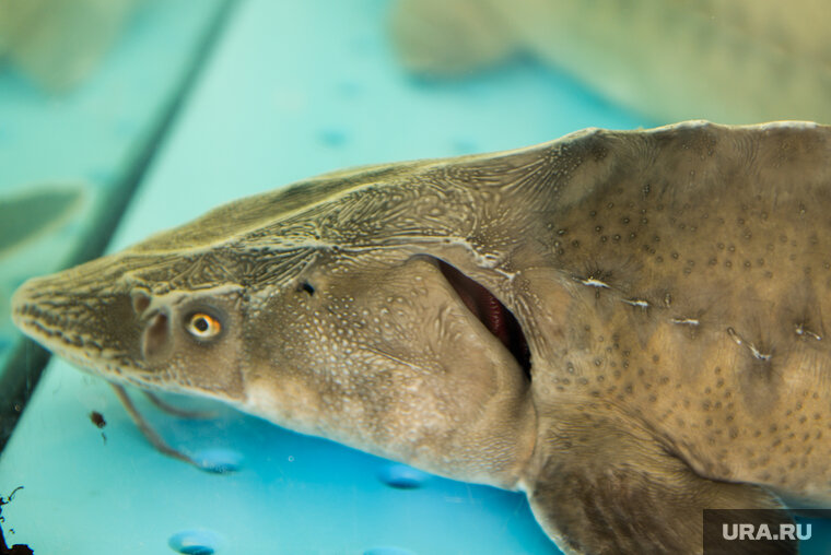    Уголовное дело о приобретении тремя жителями Лабытнанги 27 осетров передают в суд