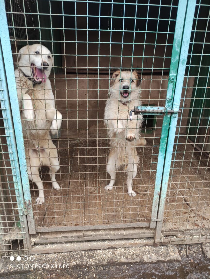 Угадайте на кого смотрят эти лохматые гером глазами полными любви?)