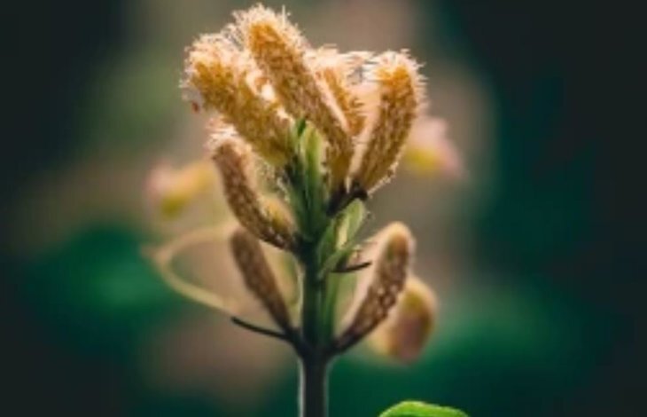    Ученые из Университета Владимира Ильича Ленина внедряют биоуголь в кубинские земли