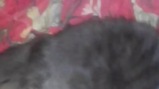 Чтобы кошка и собака жили душа в душу