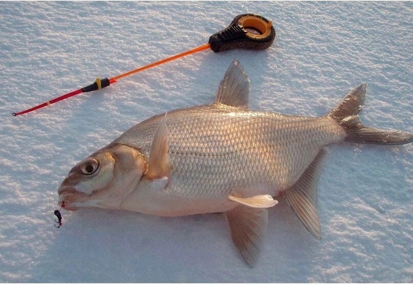 Мормышки для подлещика на зимней рыбалке