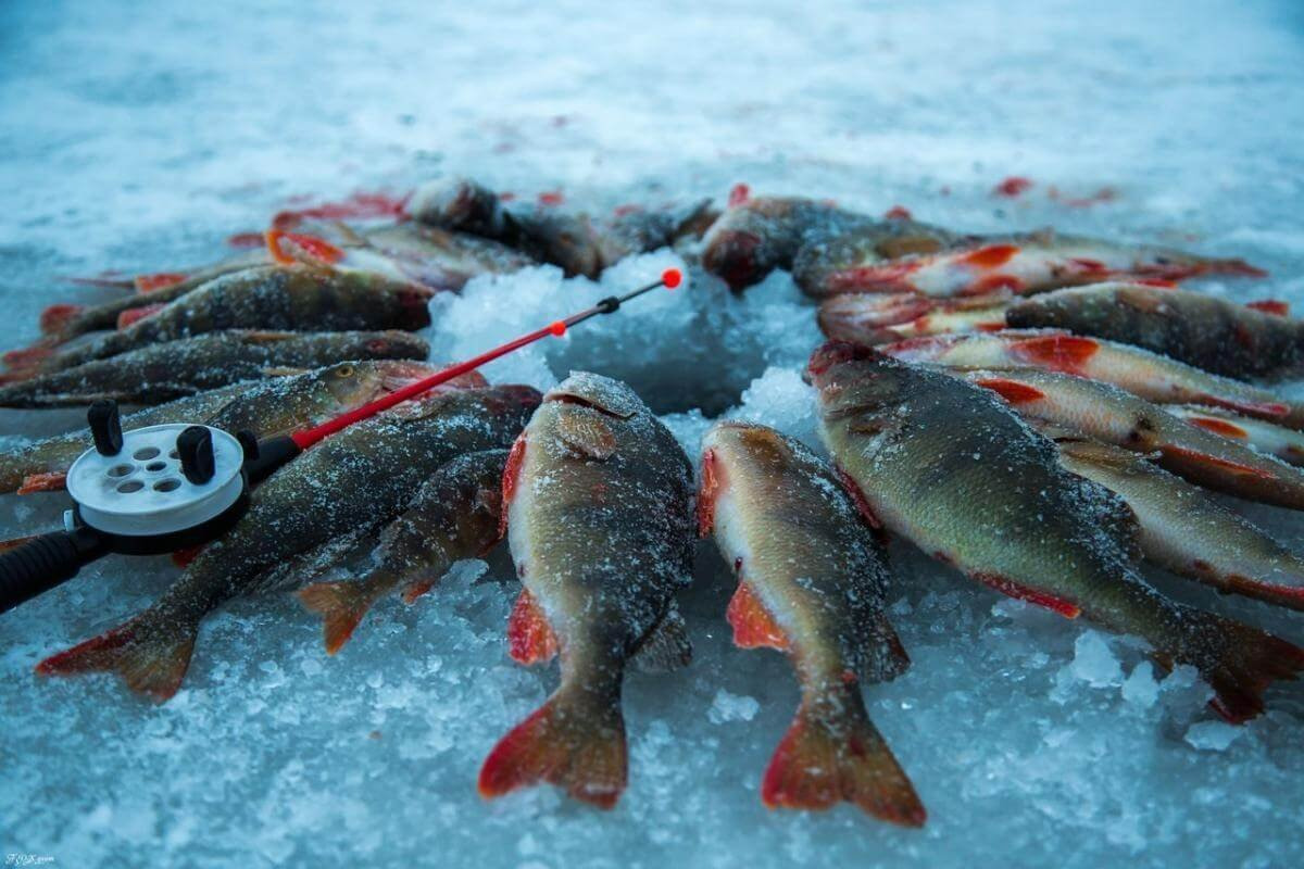 С наступлением холодов рыбалка становится особенно увлекательным занятием. Низкие температуры, как правило, активизируют клев рыбы - ведь ей необходимо пополнять энергетические запасы перед зимовкой.-2