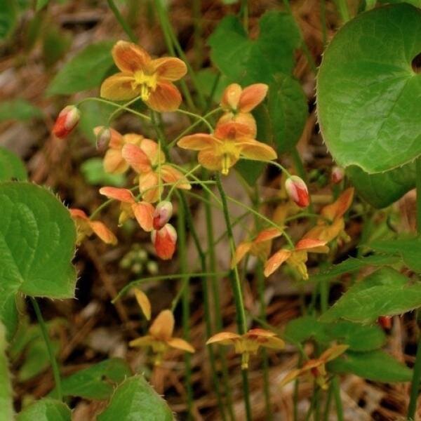 Источник https://www.friendsschoolplantsale.com/variety/10007