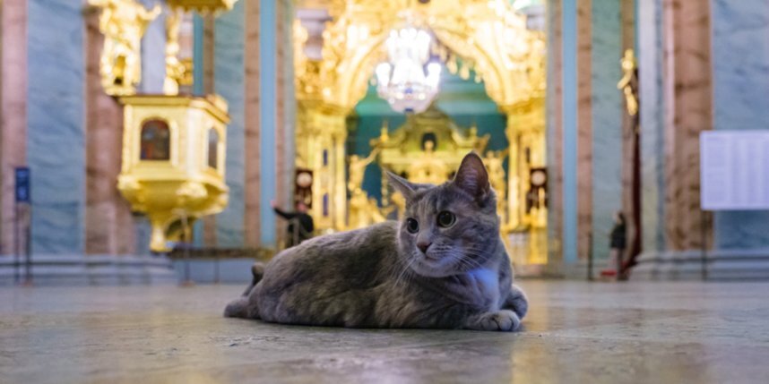    Кошка Серафима живёт в Петропавловском соборе. Любит спать на царском месте или на стульях рядом со смотрителями.Алёна Бобрович