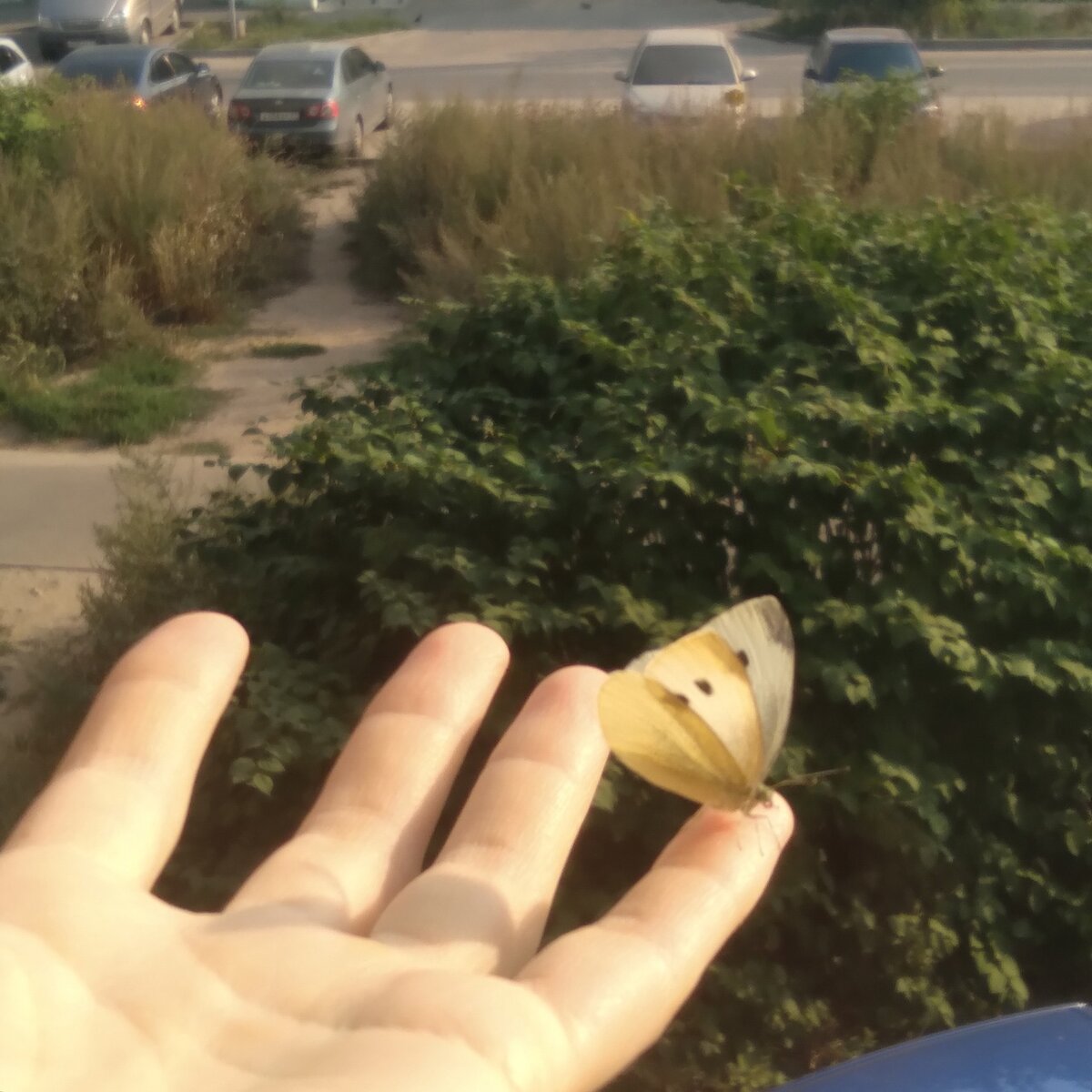 Счастье. Оно как бабочка