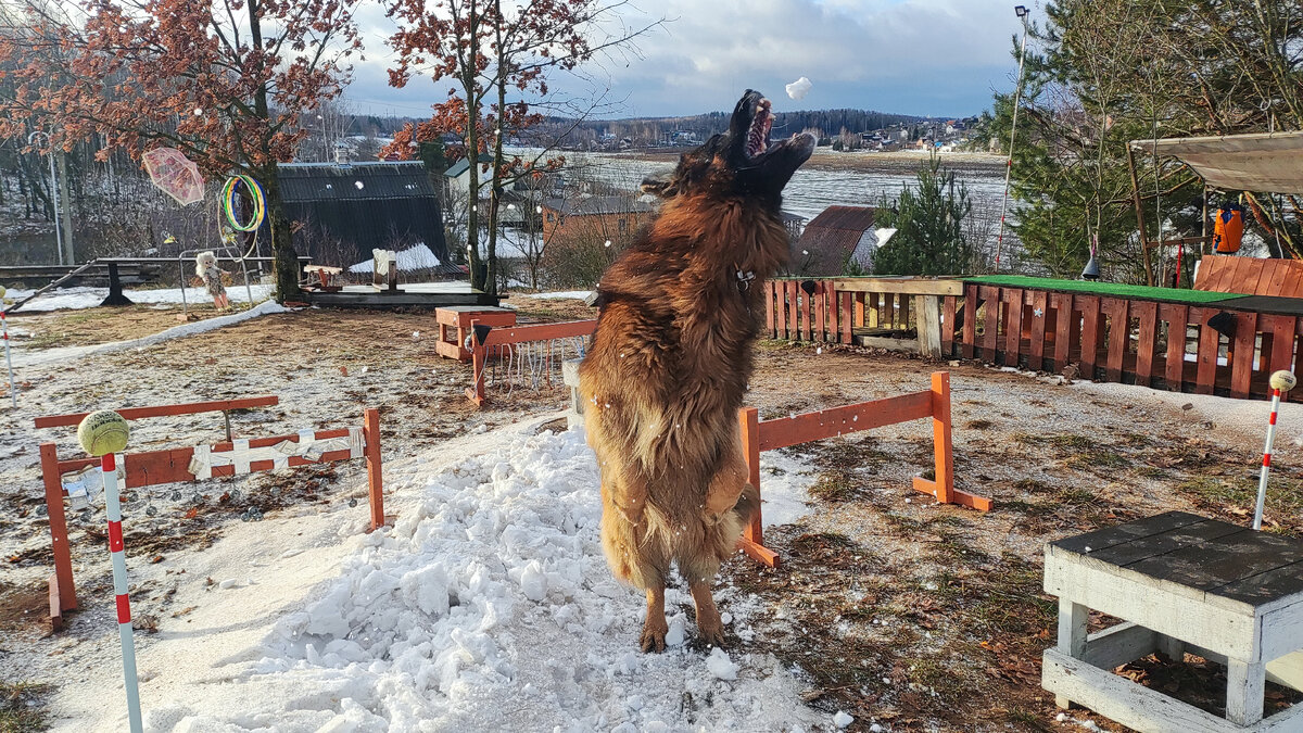 крокодил блин )))