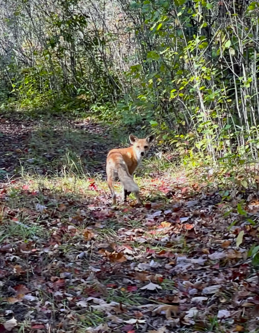 WILDLIFE REHABILITATION CENTER OF MINNESOTA